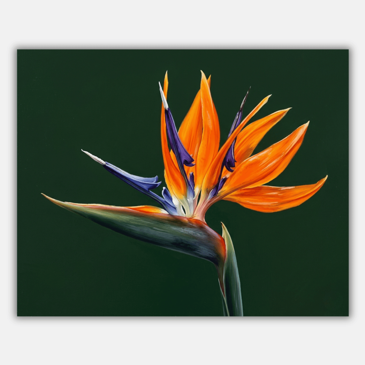 Bird of Paradise Flower PicturaNumbers