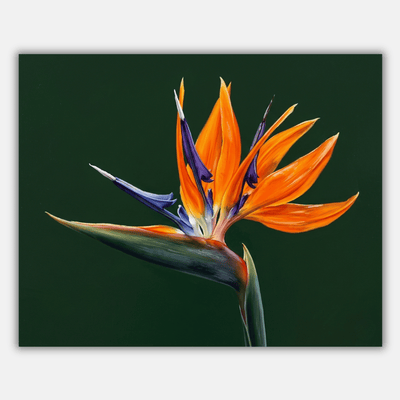 Bird of Paradise Flower