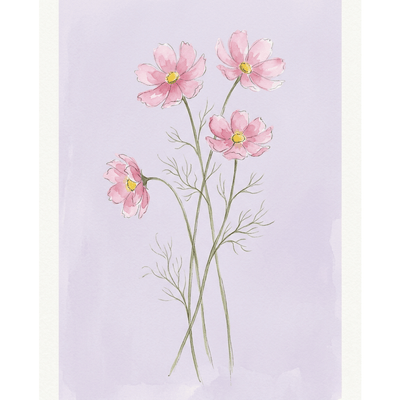 Cosmos Pink