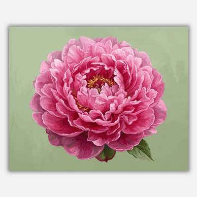 Single Pink Peony
