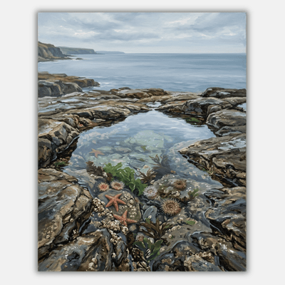 Tide Pool