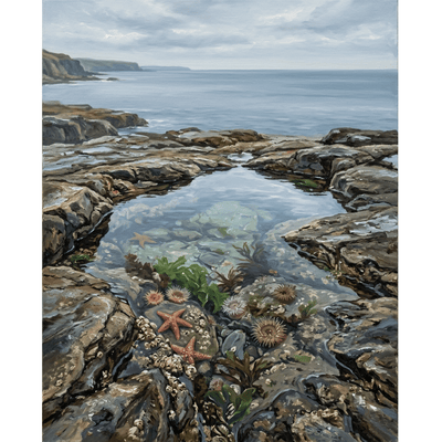 Tide Pool